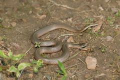 Virginia valeriae elegans