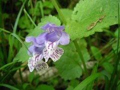 Meehania urticifolia