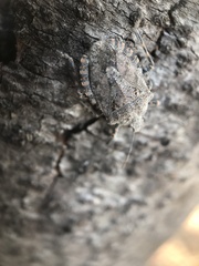 Brochymena parva