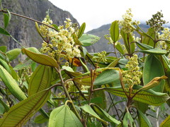 Miconieae
