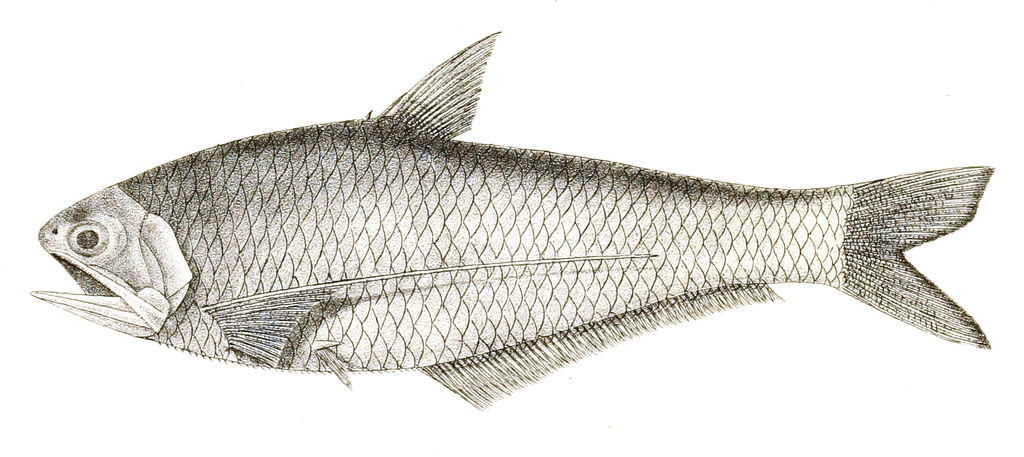 Scaly Hairfin Anchovy