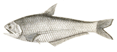 Scaly Hairfin Anchovy photo 1