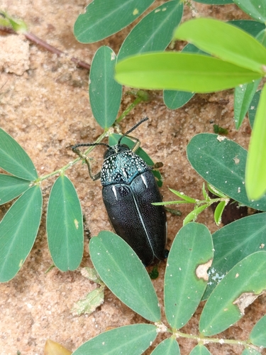 Sternocera interrupta interrupta