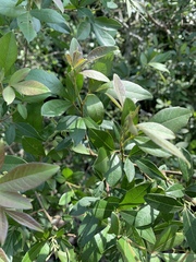 Searsia pyroides gracilis