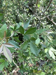 Searsia pyroides gracilis