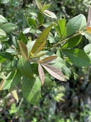 Searsia pyroides gracilis