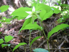 Disporum smilacinum