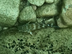 Cirrhitus rivulatus