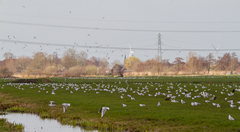 Chroicocephalus ridibundus