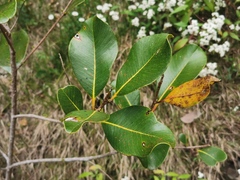 Sideroxylon borbonicum