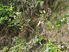 Sideroxylon borbonicum