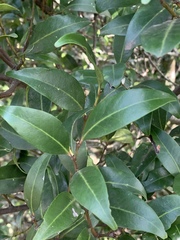 Pterocelastrus echinatus