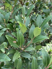 Pterocelastrus echinatus