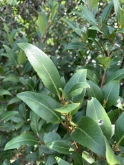 Pterocelastrus echinatus