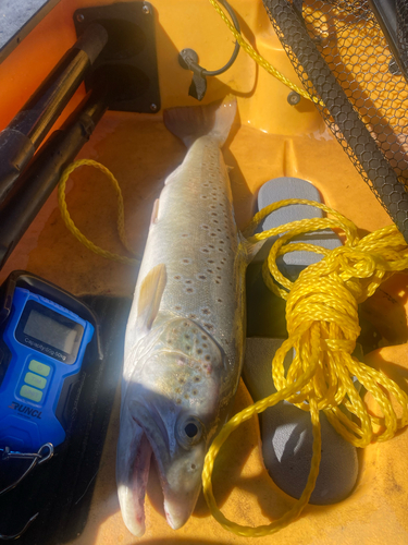 Salmo trutta