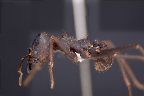 Atta bisphaericaAtta bisphaerica