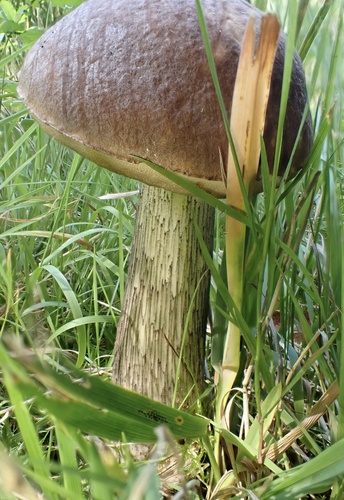 Gewone berkenboleet