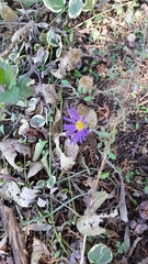Machaeranthera tanacetifolia