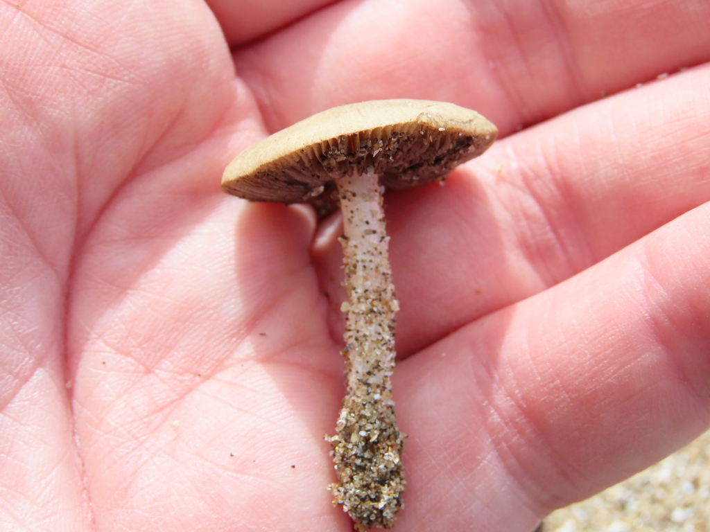 Psathyrella ammophila · September 2025 · photo: © nicoolejnik (iNaturalist, cc-by)