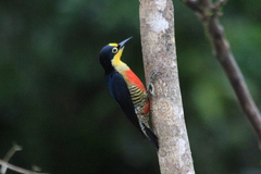 Melanerpes flavifrons