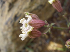 Silene repens