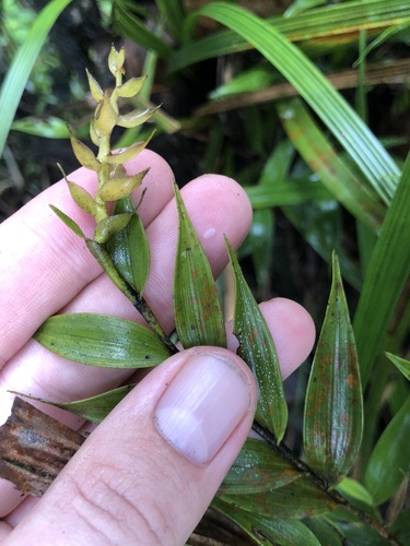 Elleanthus longibracteatus (Lindl. ex Griseb.) Fawc. & Rendle