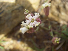 Silene repens