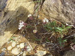 Silene repens