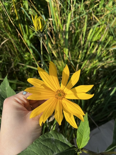 Bulvinė saulėgrąža