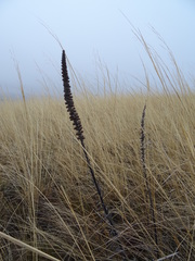 Pontechium maculatum