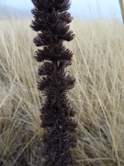 Pontechium maculatum