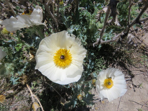 Argemone echinata (Argemone echinata)