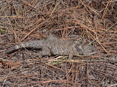 Sceloporus mucronatus