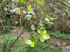 Monimia rotundifolia
