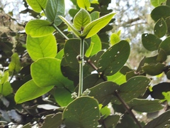 Monimia rotundifolia