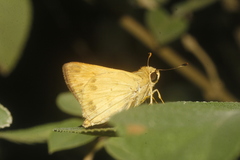 Polites vibex praeceps