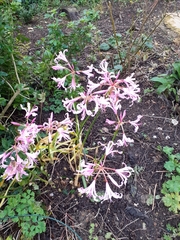 Nerine bowdenii