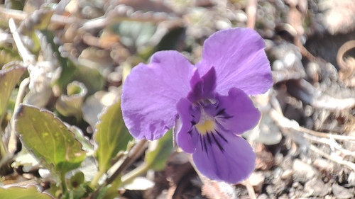 Altaic Violet (Viola altaica)