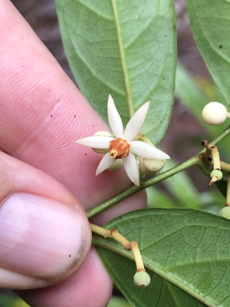 Mortoniodendron hirsutum