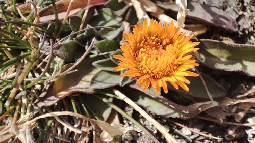 Orange daisy (Erigeron aurantiacus)