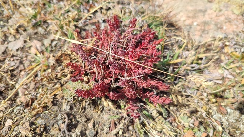 Rhodiola coccinea, photograph 6