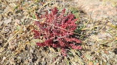Rhodiola coccinea, photograph (c) Svyatoslav Knyazev, some rights reserved (CC BY)