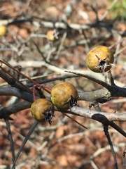 Crataegus berberifolia