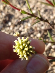 Crassula subulata subulata