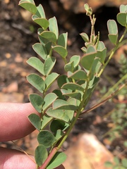 Indigofera langebergensis
