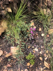 Indigofera langebergensis