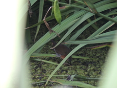 Laterallus melanophaius