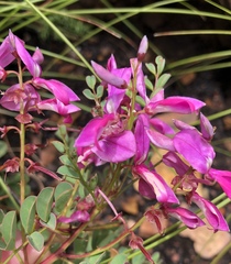 Indigofera langebergensis
