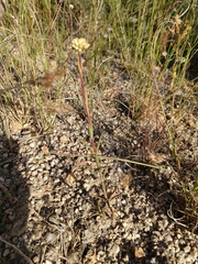 Crassula subulata subulata