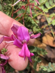 Indigofera langebergensis